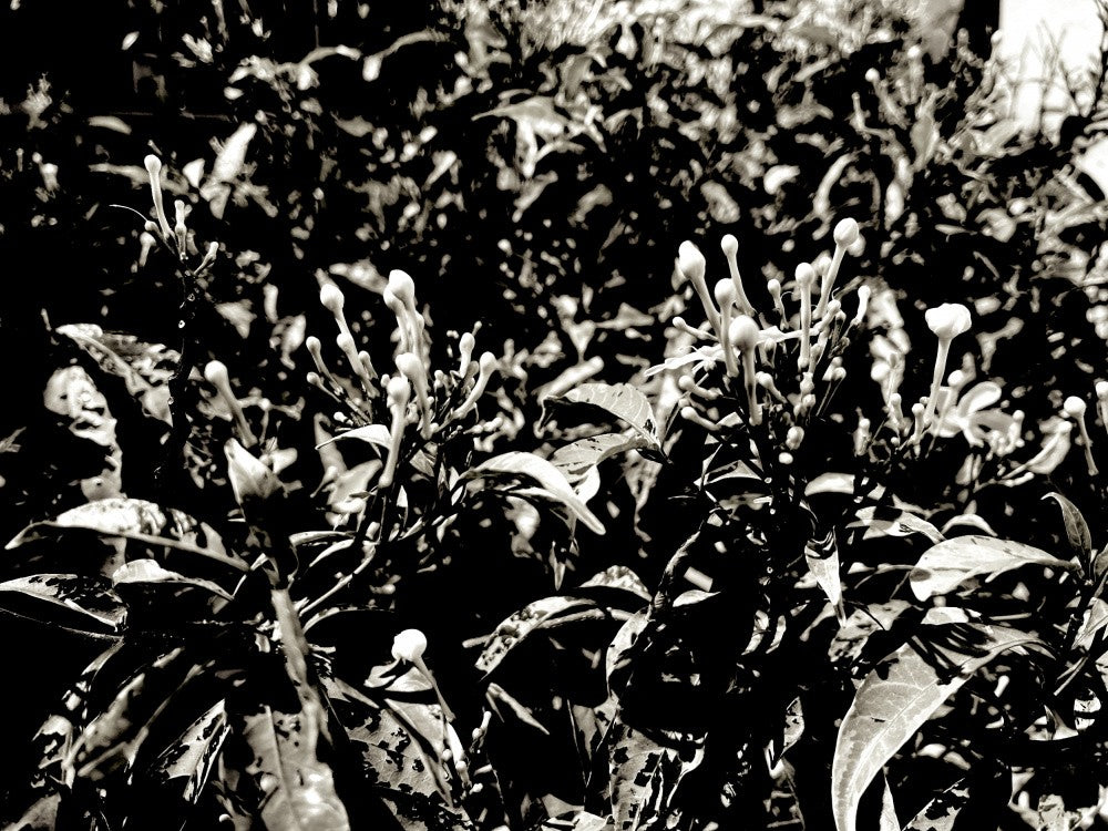Budding Shadows