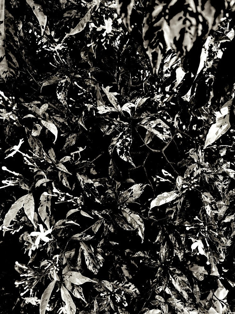 Shadowed Leaves