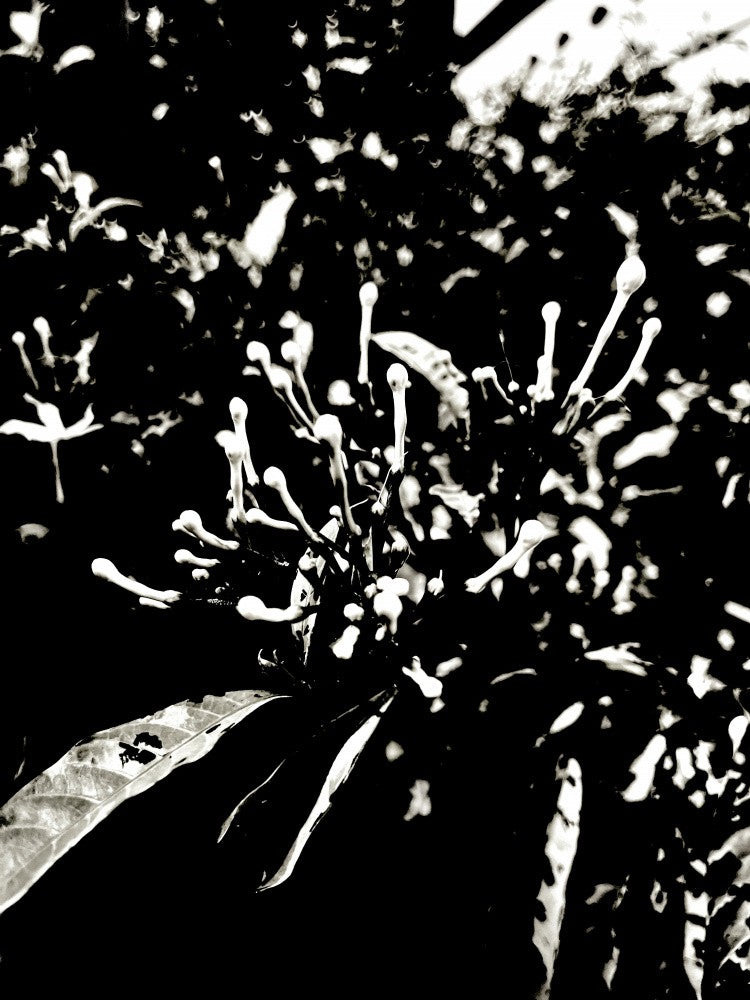 Monochrome Blossoms
