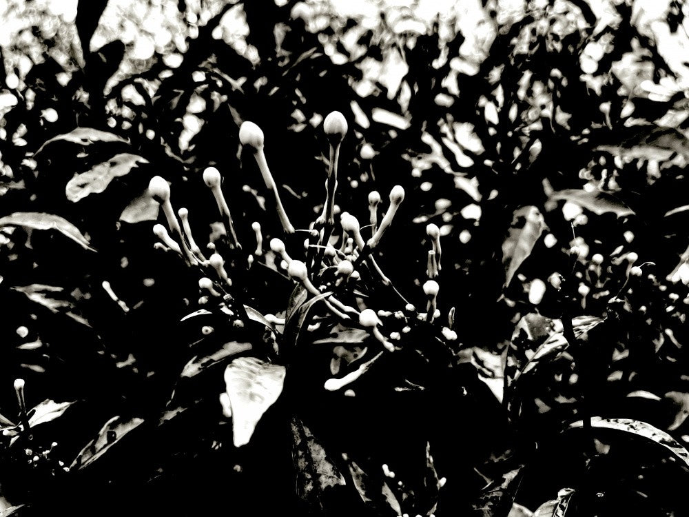 Shadowed Blooms
