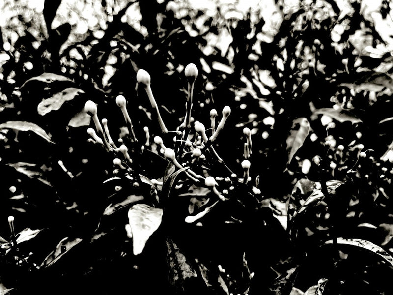 Shadowed Blooms