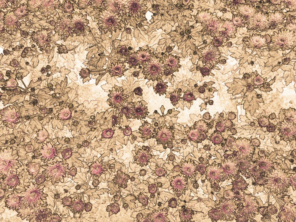Petal Symphony