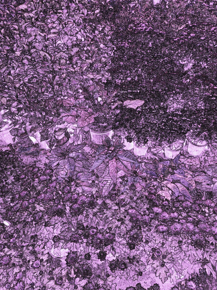 Purple Foliage Dream