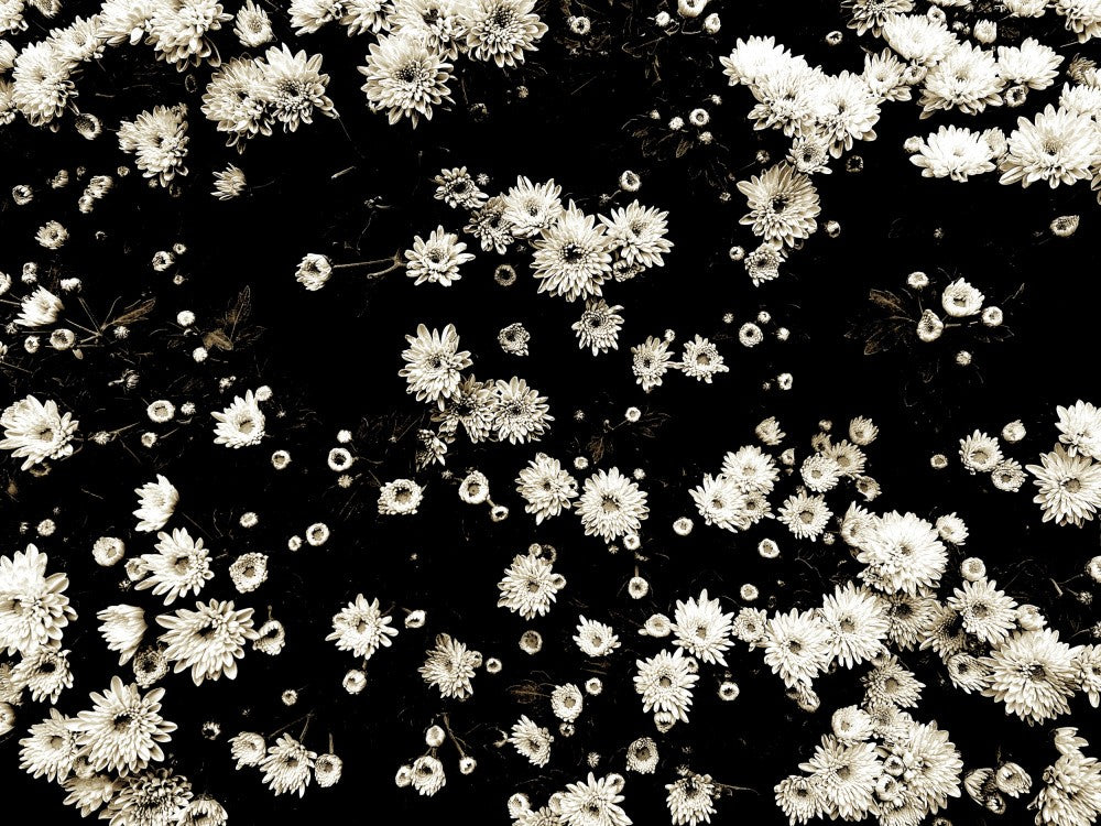 Petals in Sepia