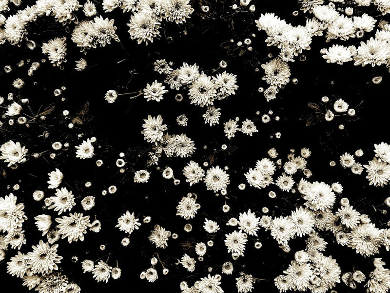 Petals in Sepia