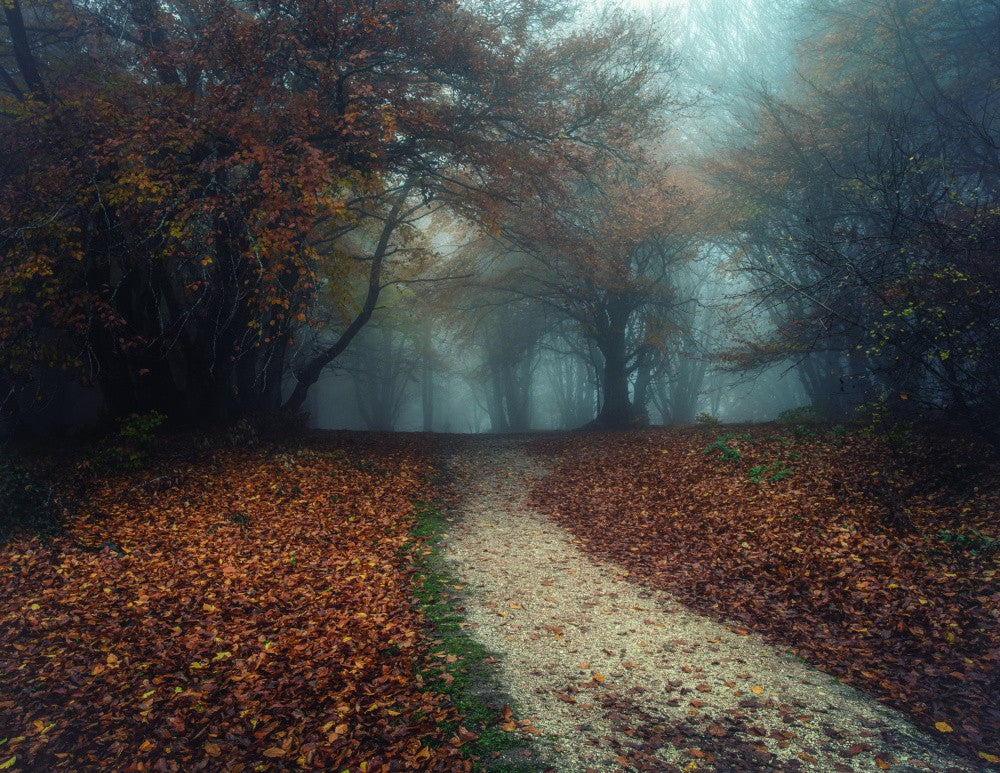 Woods