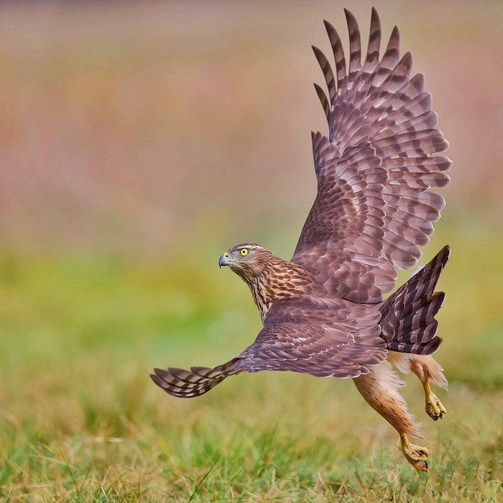 Hawk