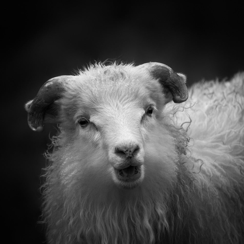 Sheep