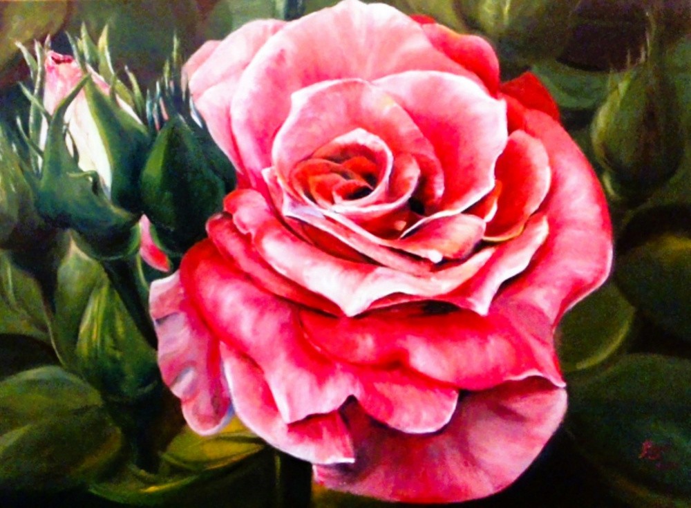Pink rose
