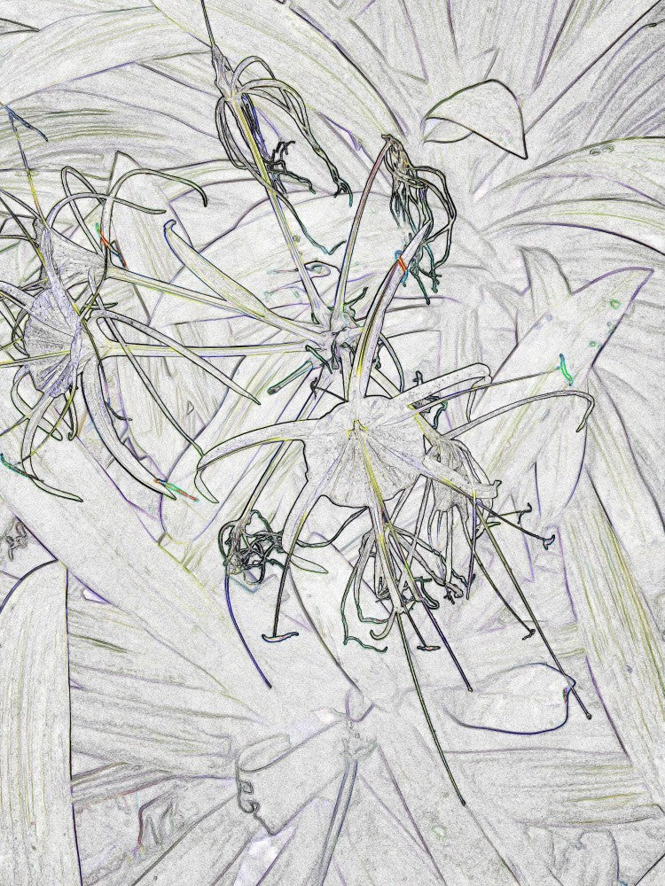 Fleurs Fantaisistes