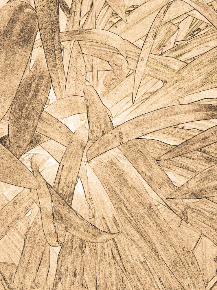 Leafy Whirlwind