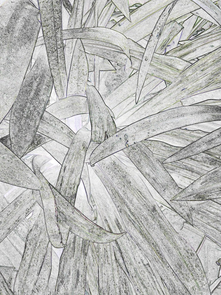 Leafy Whirlwind