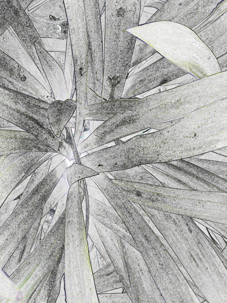 Leafy Whirlwind