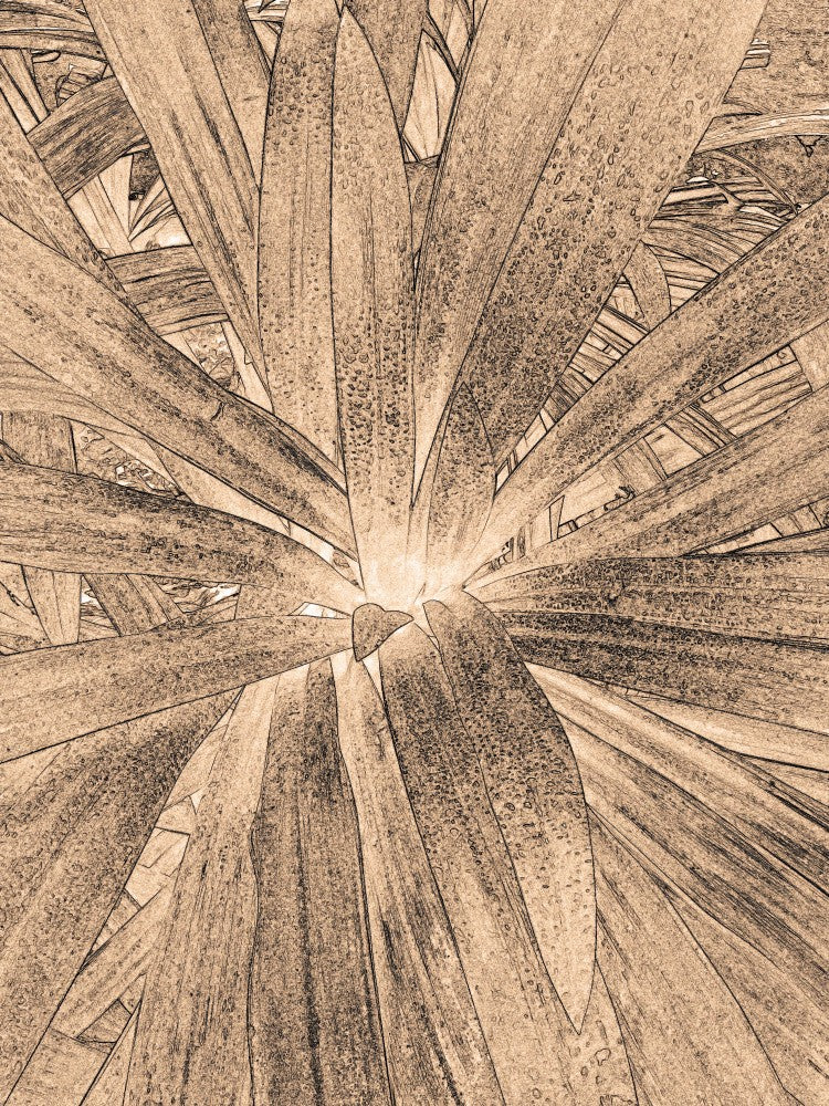 Sepia Leaf Burst