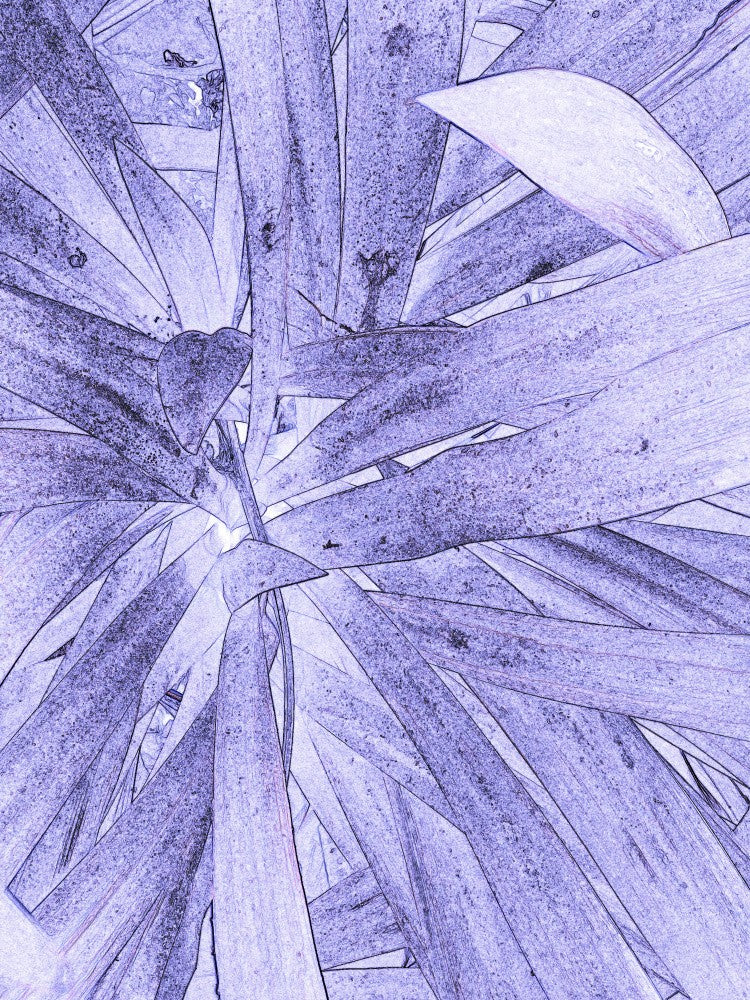 Lavender Leaves