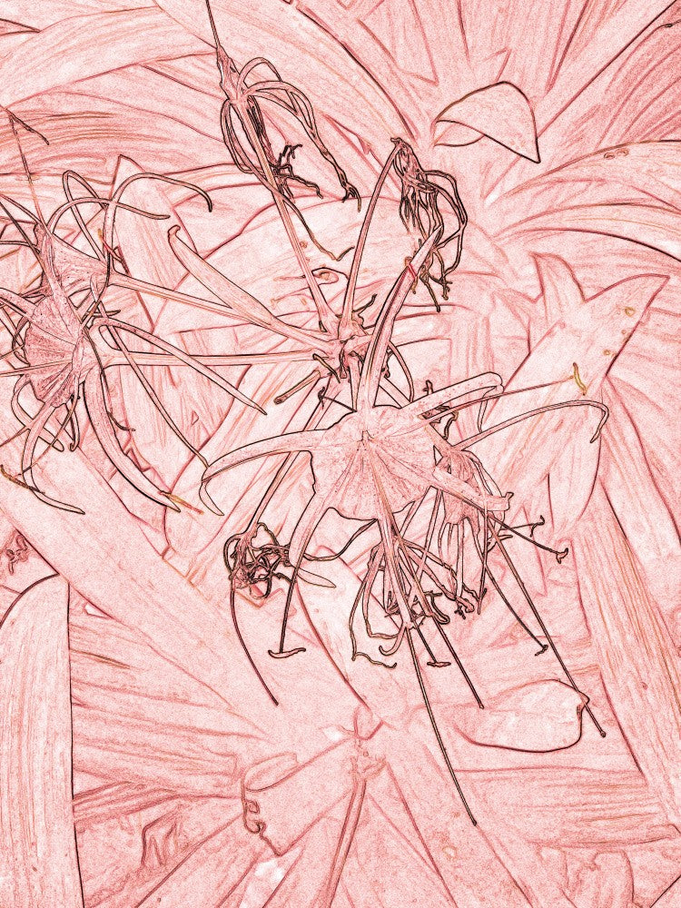 Delicate Petal Dance