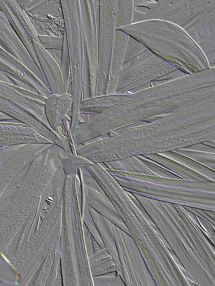Silver Leaf Whirl