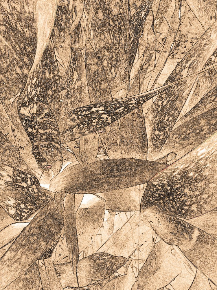 Leafy Geometry