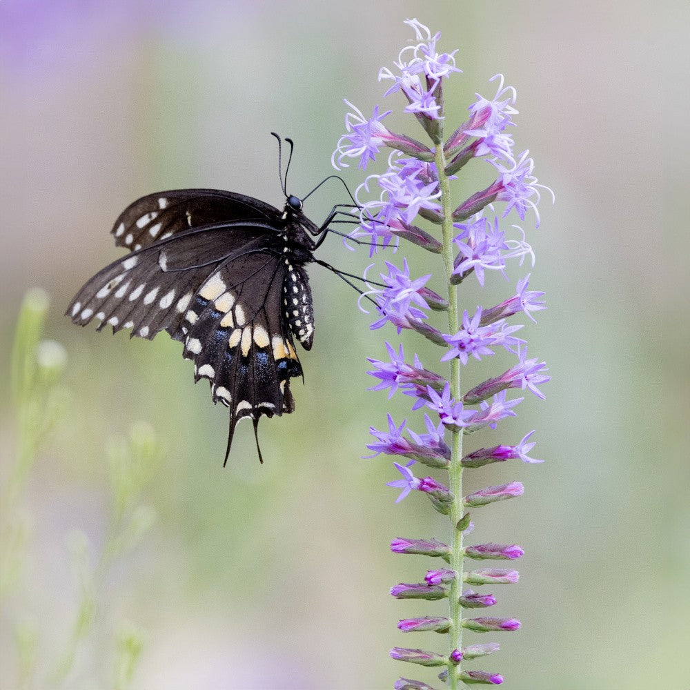 Swallowtails of Summer
