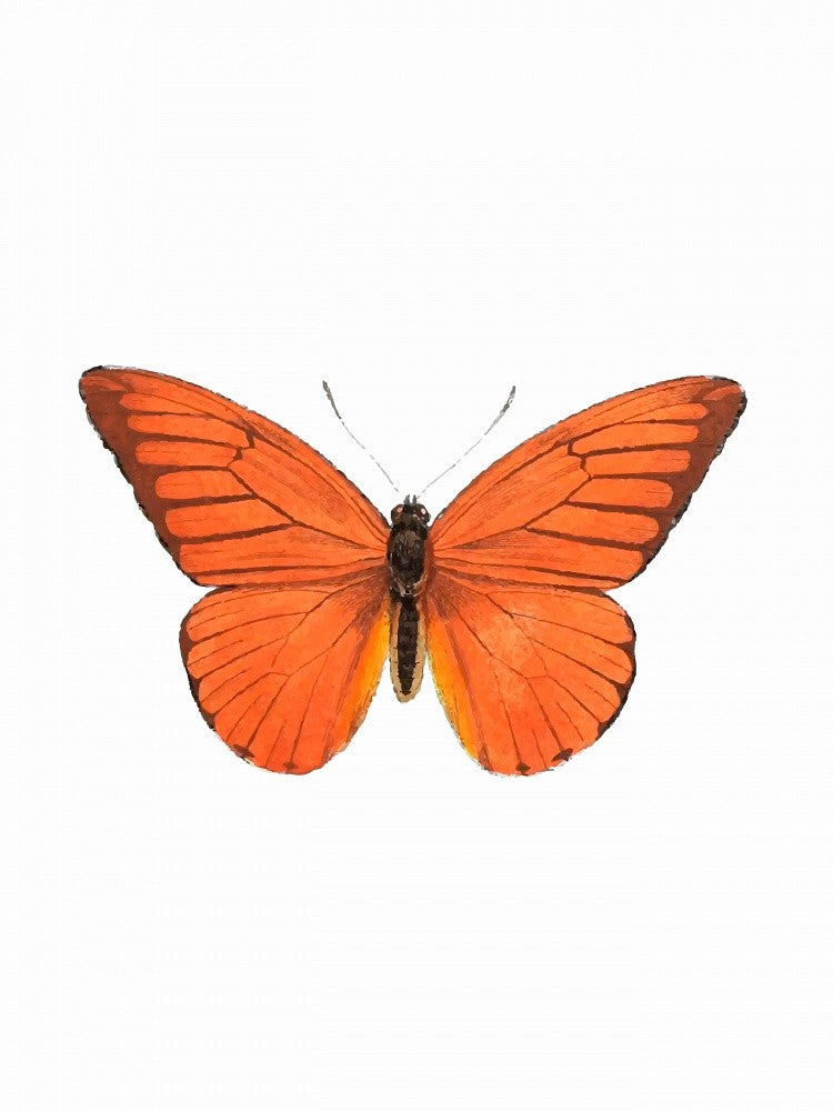 orange wings