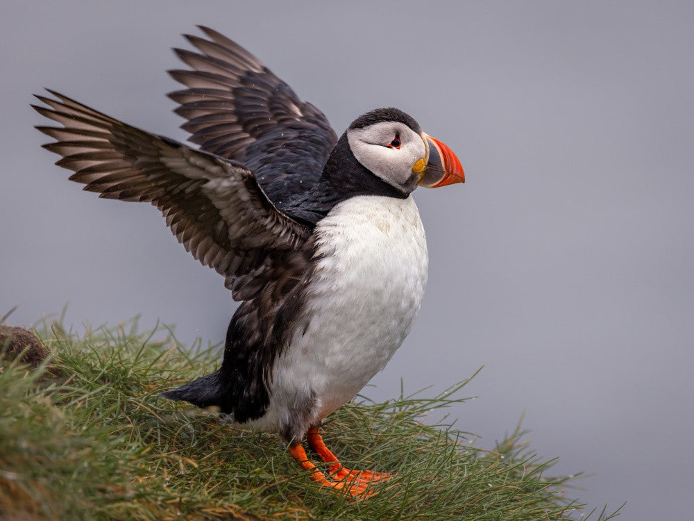 Atlantic Puffin
