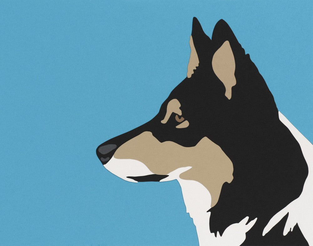 Border Collie