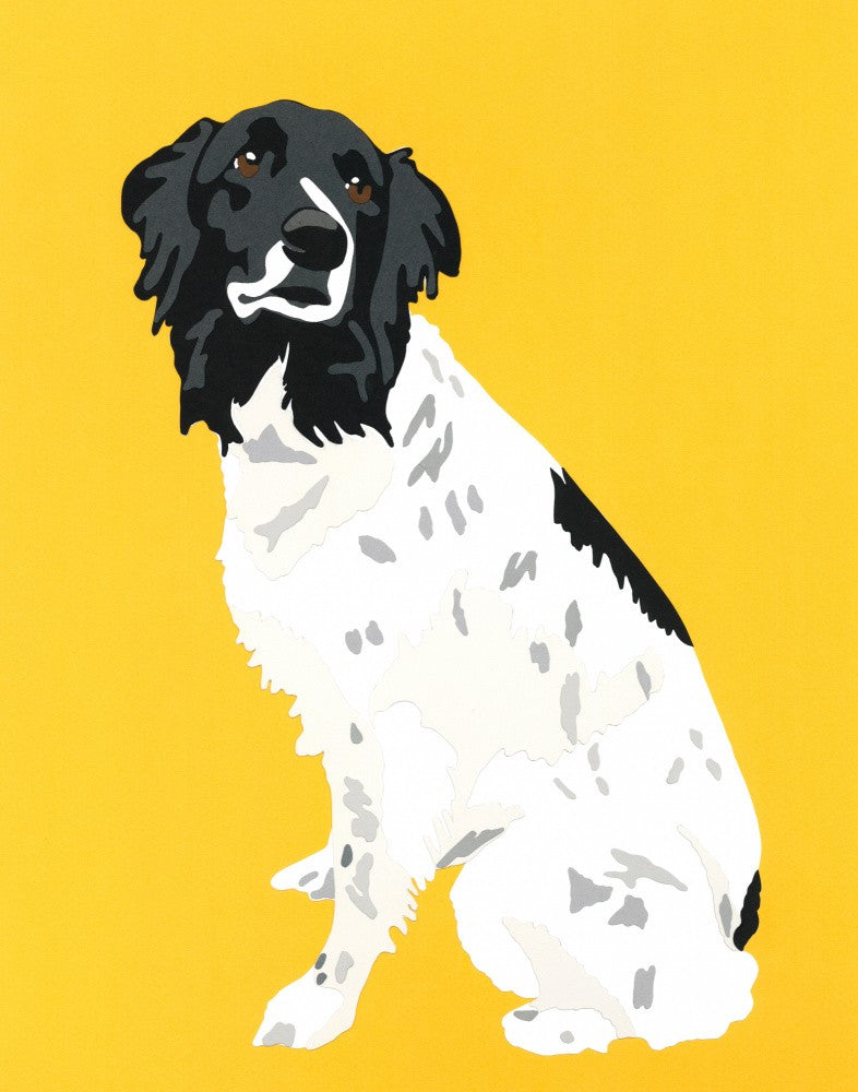 Australian Shepard