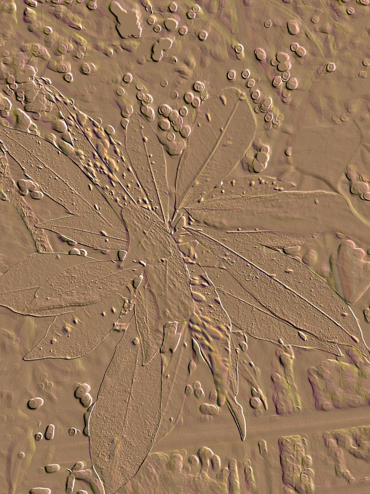 Textured Leaf Imprint