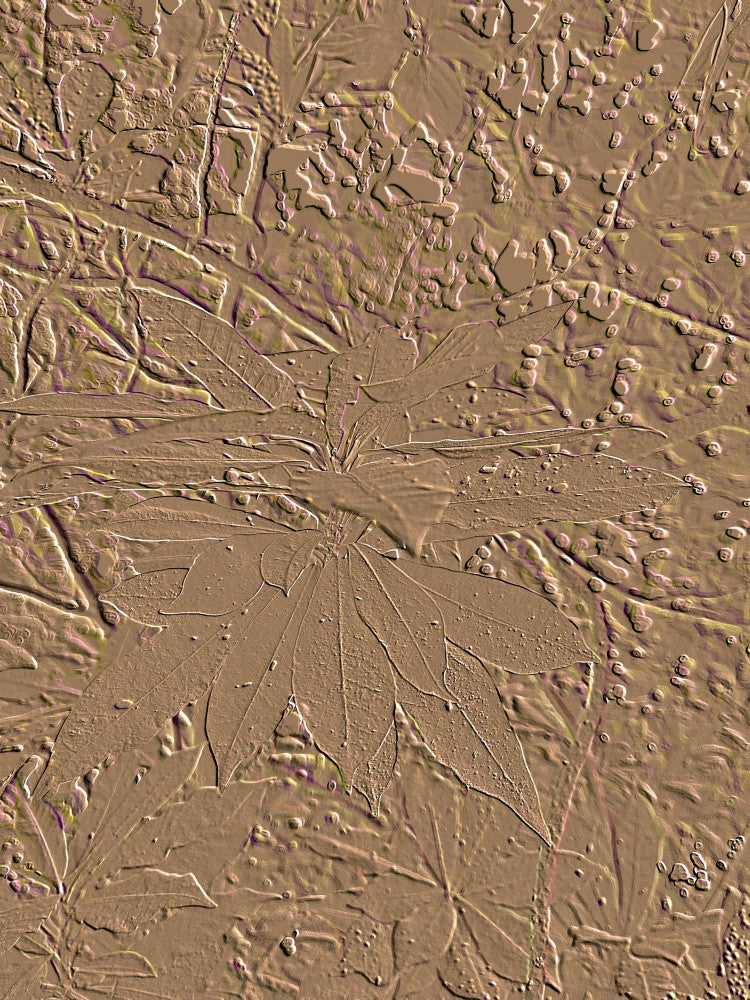 Clayleaf Impressions