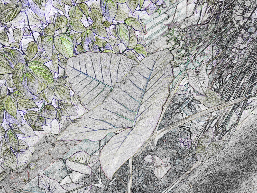 Leafy Whispers