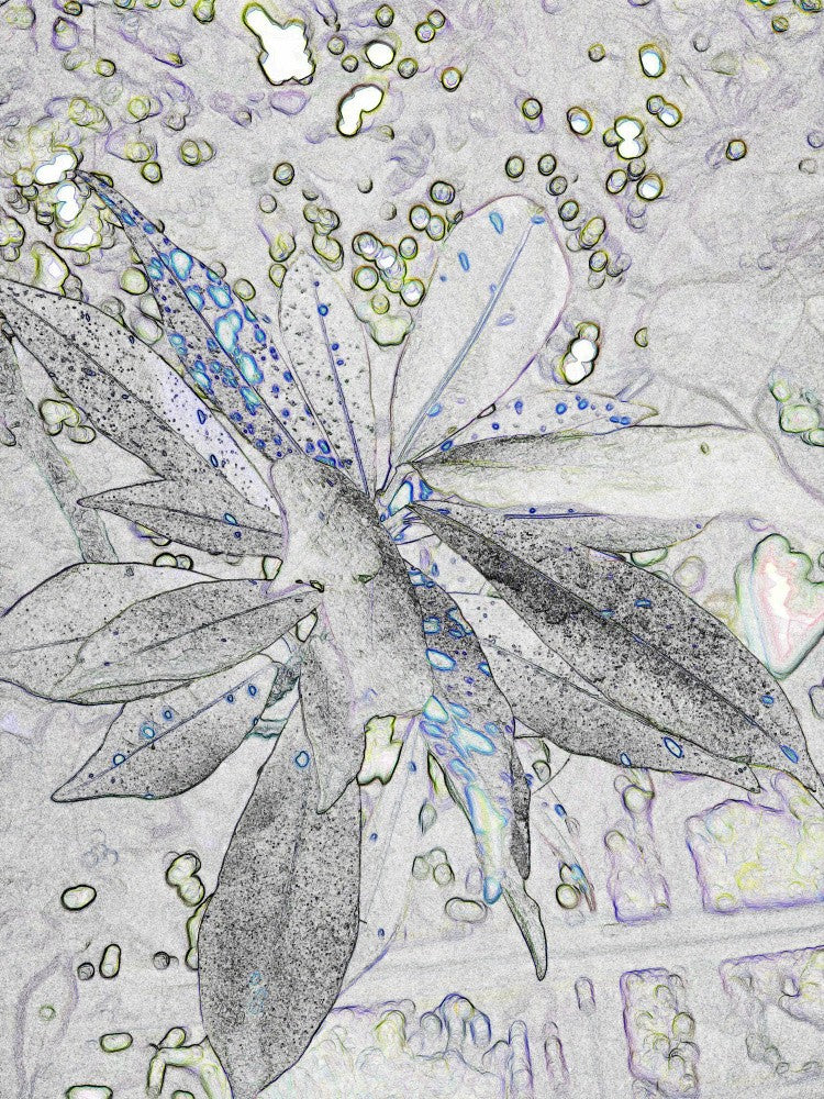 Petals in Haze