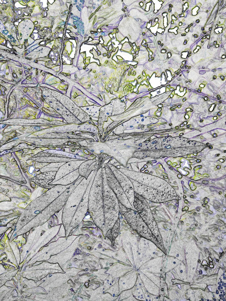Botanical Whispers