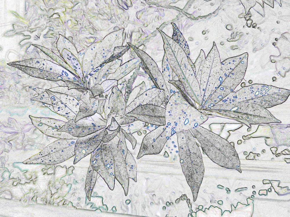 Fleurs Éthérées