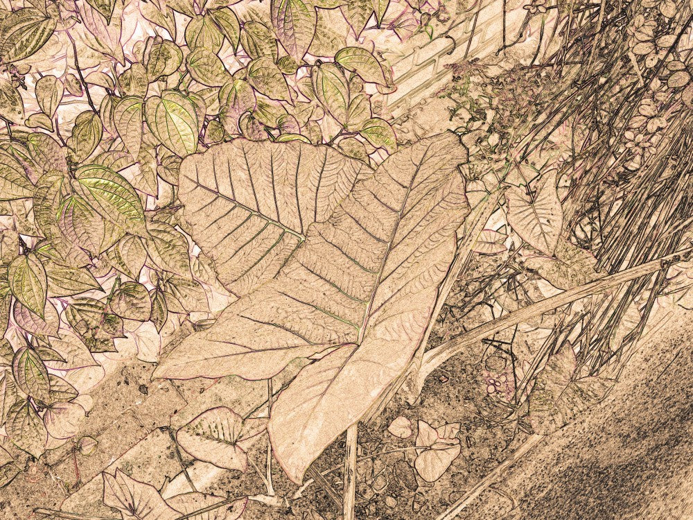 Veins of Nature