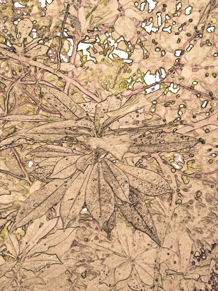Leafy Whispers