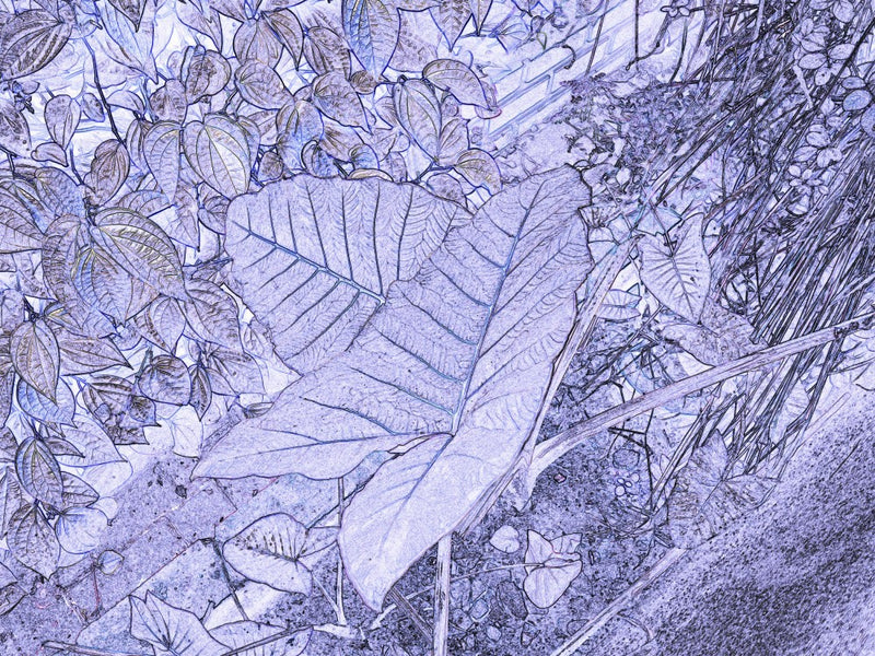 Whispering Leaves