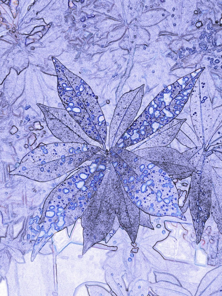 Celestial Leaves
