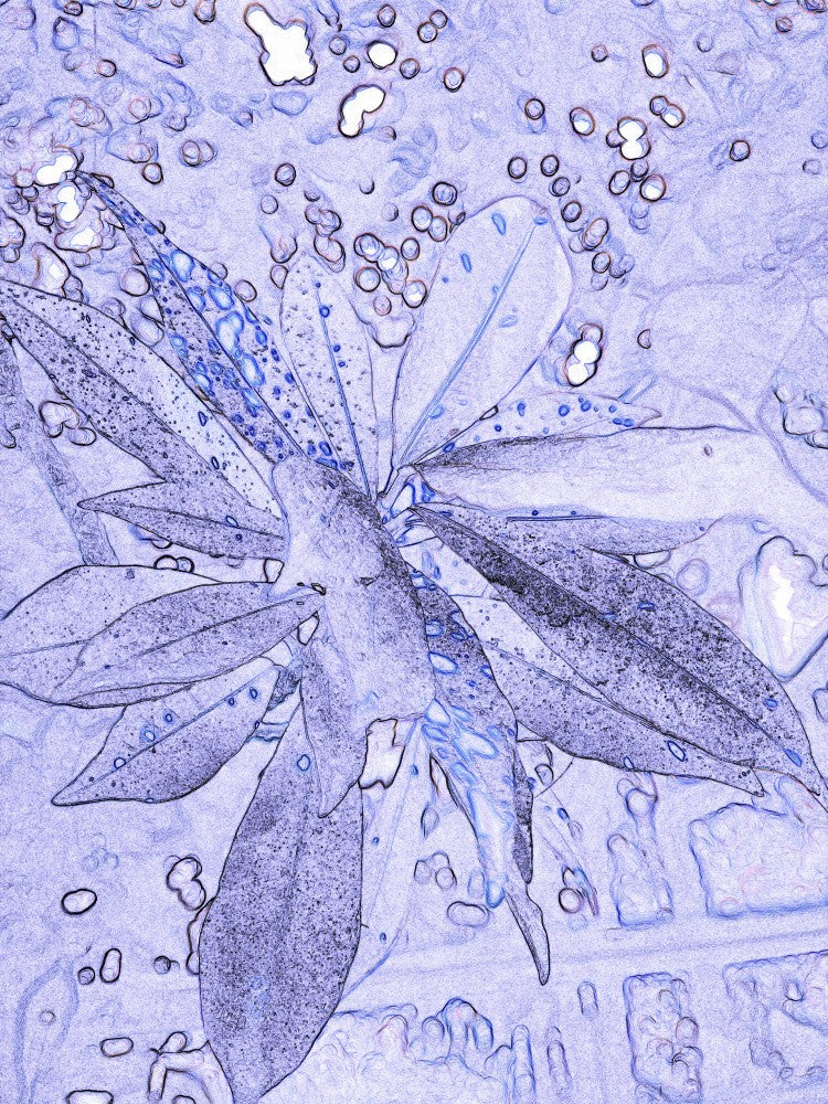Frozen Petal Dream