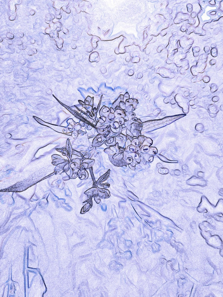 Frosted Blossoms