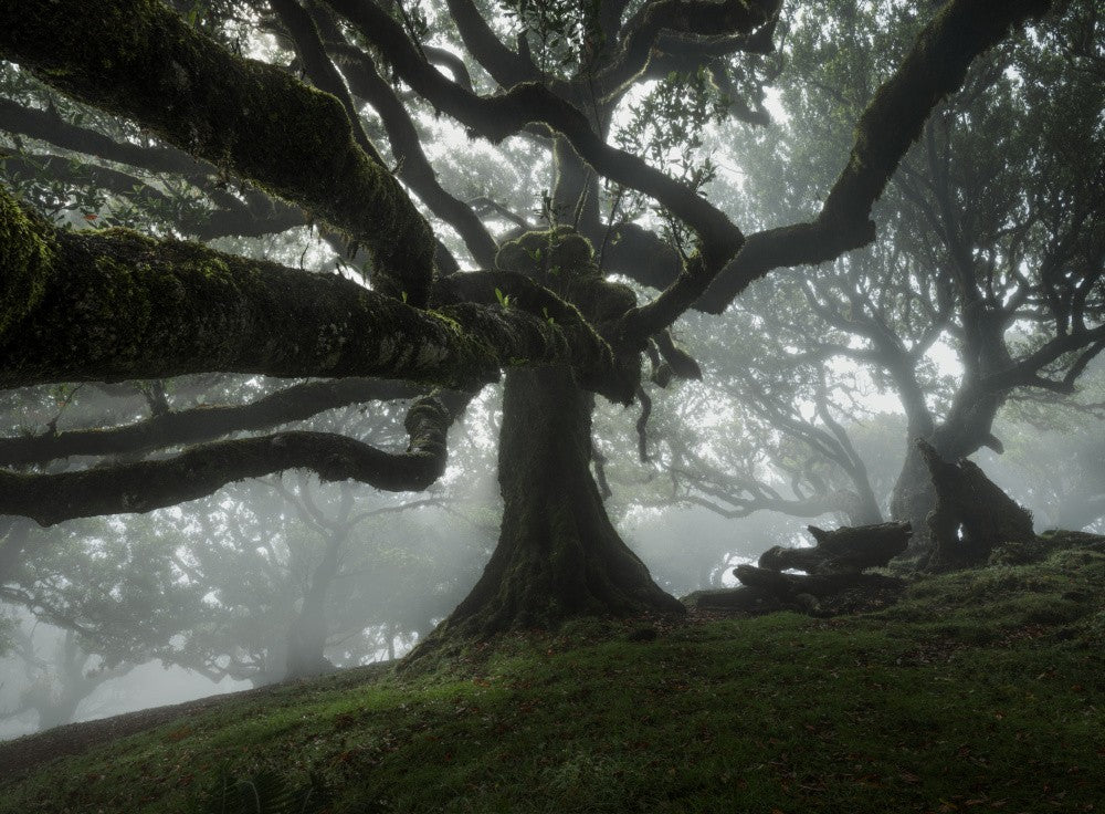 Magical tree