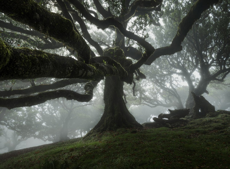 Magical tree