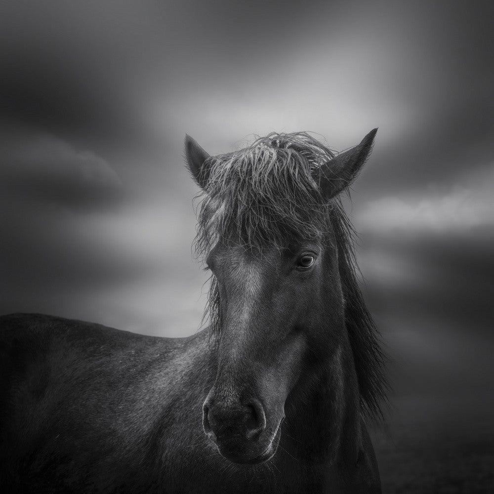 Beautiful horse in the rain 7R420630BN