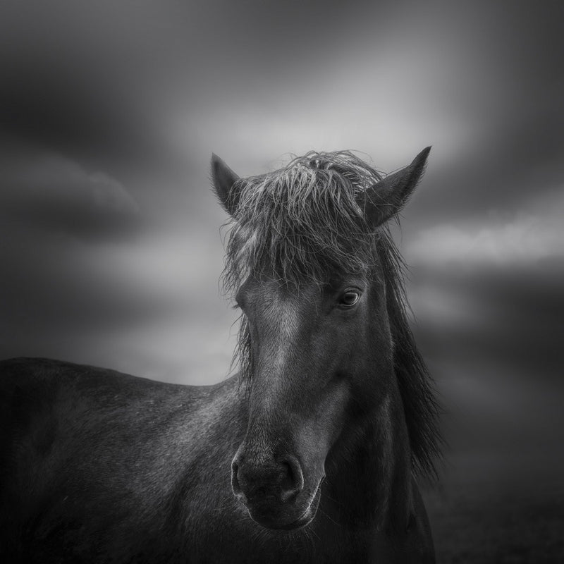 Beautiful horse in the rain 7R420630BN