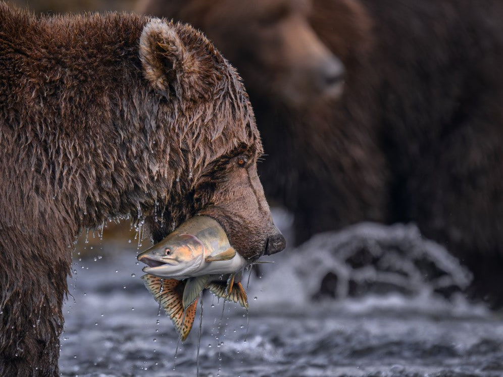 NATURE'S GRAND FEAST