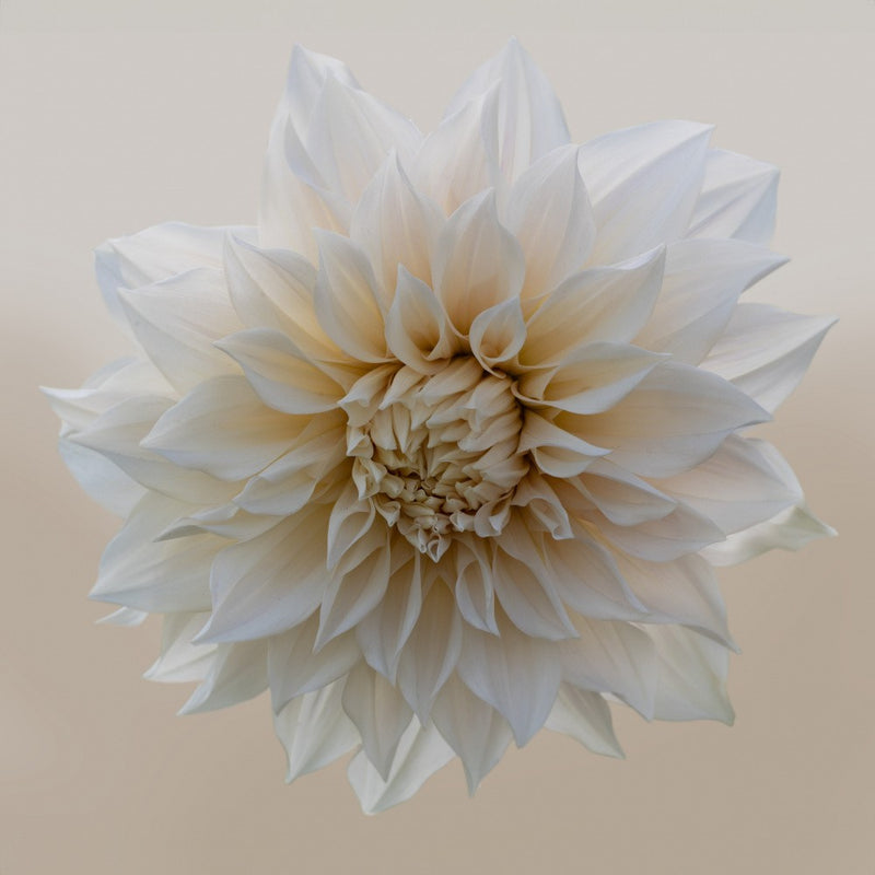 Pristine white