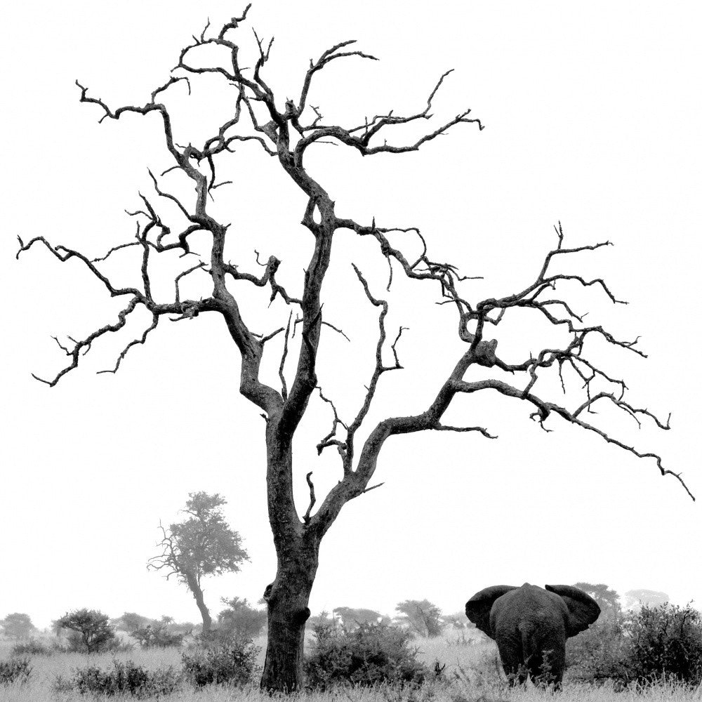 Two giants in the bush
