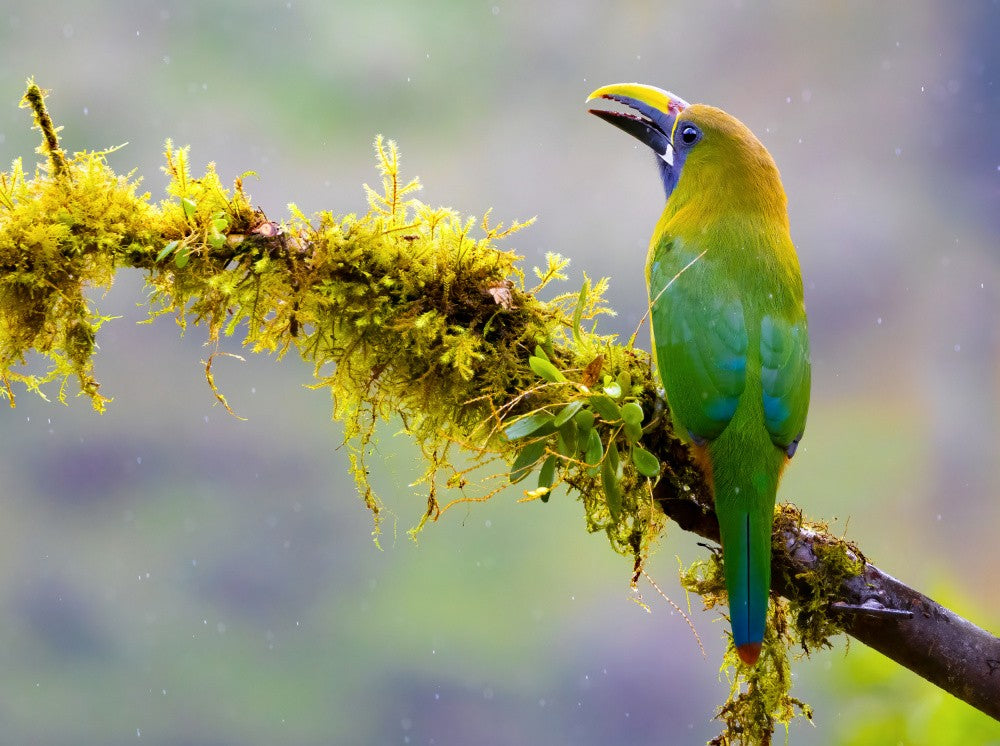 Northern Emerald-Toucanet in the Rain