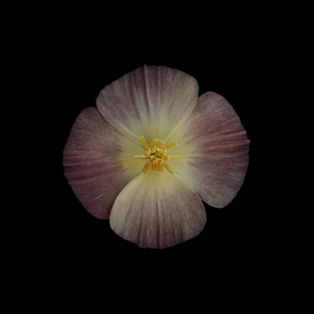 California poppy