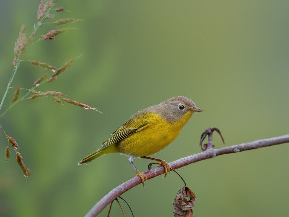 Nashville warbler