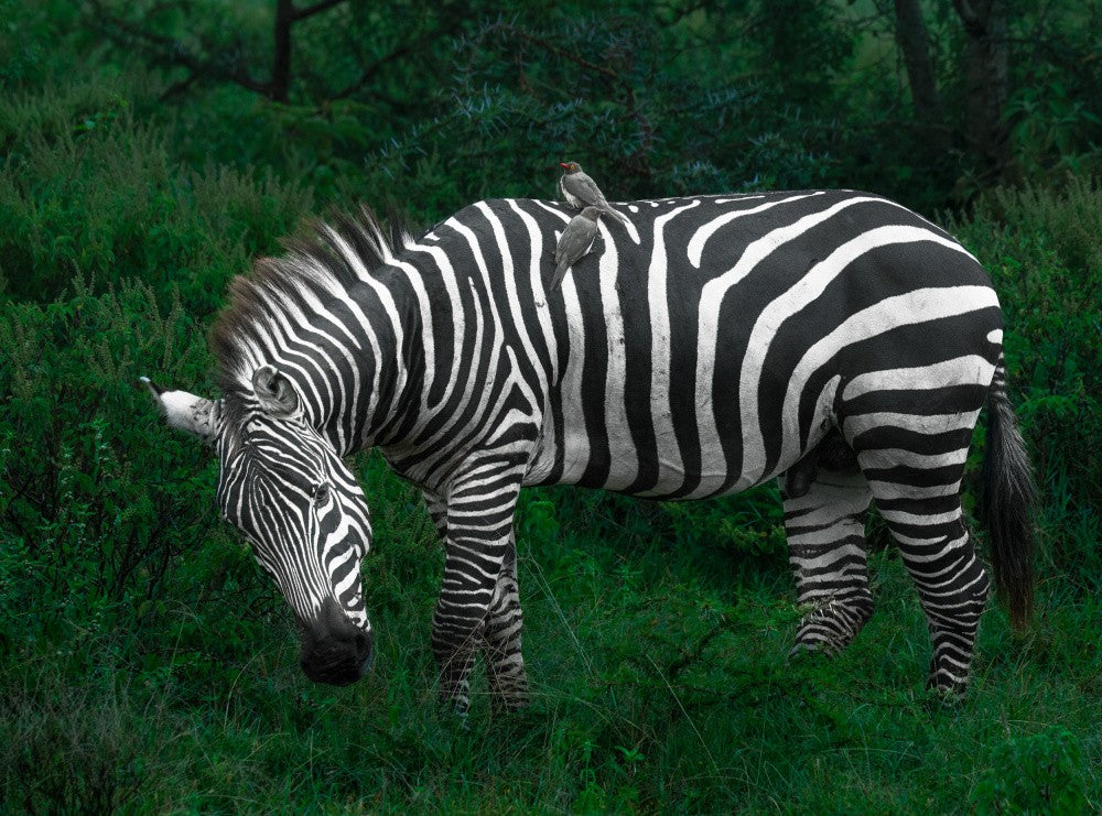 Zebra 2